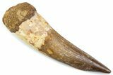 Real Spinosaurus Tooth - Large Dinosaur Tooth #374016-1